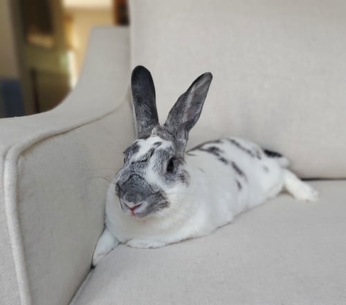 MARBLE - Dutch available for adoption