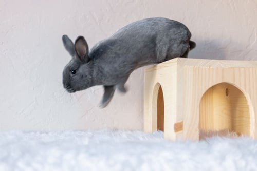 DAWN - Bunny Rabbit available for adoption