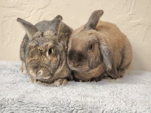 CINNAMON TOAST - Bunny Rabbit available for adoption