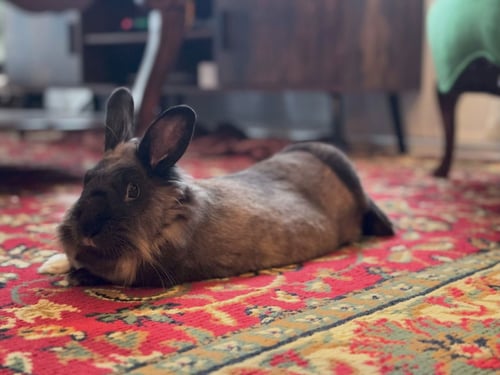 CHALLA - Lionhead available for adoption