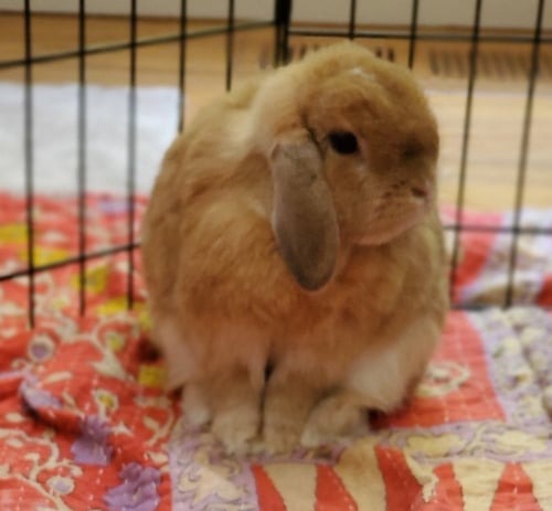 CHICKPEA - Holland Lop available for adoption