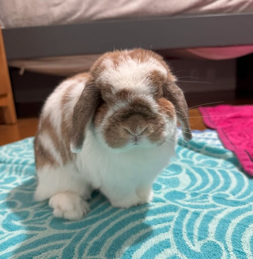 PEACHES - Holland Lop available for adoption