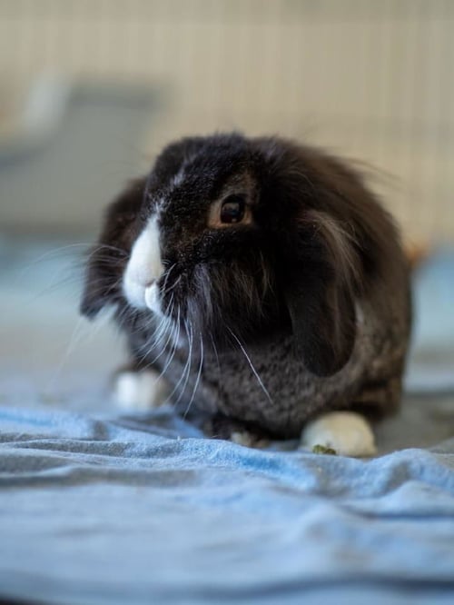 BARYSHNIKOV - Holland Lop available for adoption