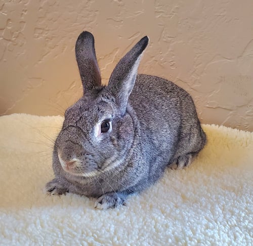 CHINBUN - Chinchilla available for adoption