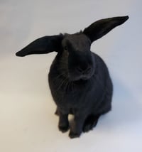 Helicopter - Photo 1