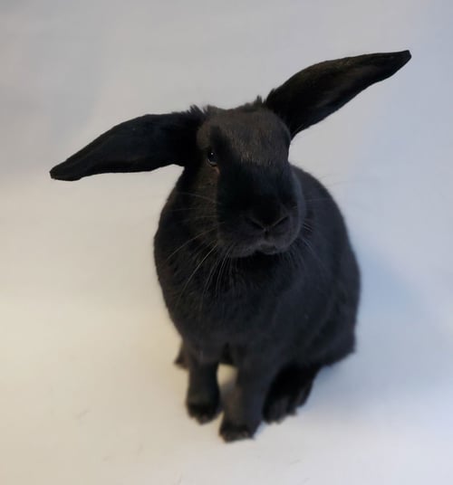 HELICOPTER - Bunny Rabbit available for adoption