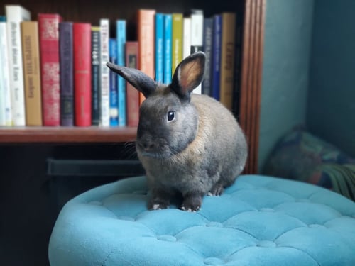 ACORN - Cinnamon available for adoption