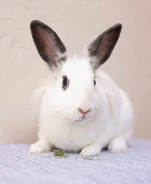 AZULA - Bunny Rabbit available for adoption