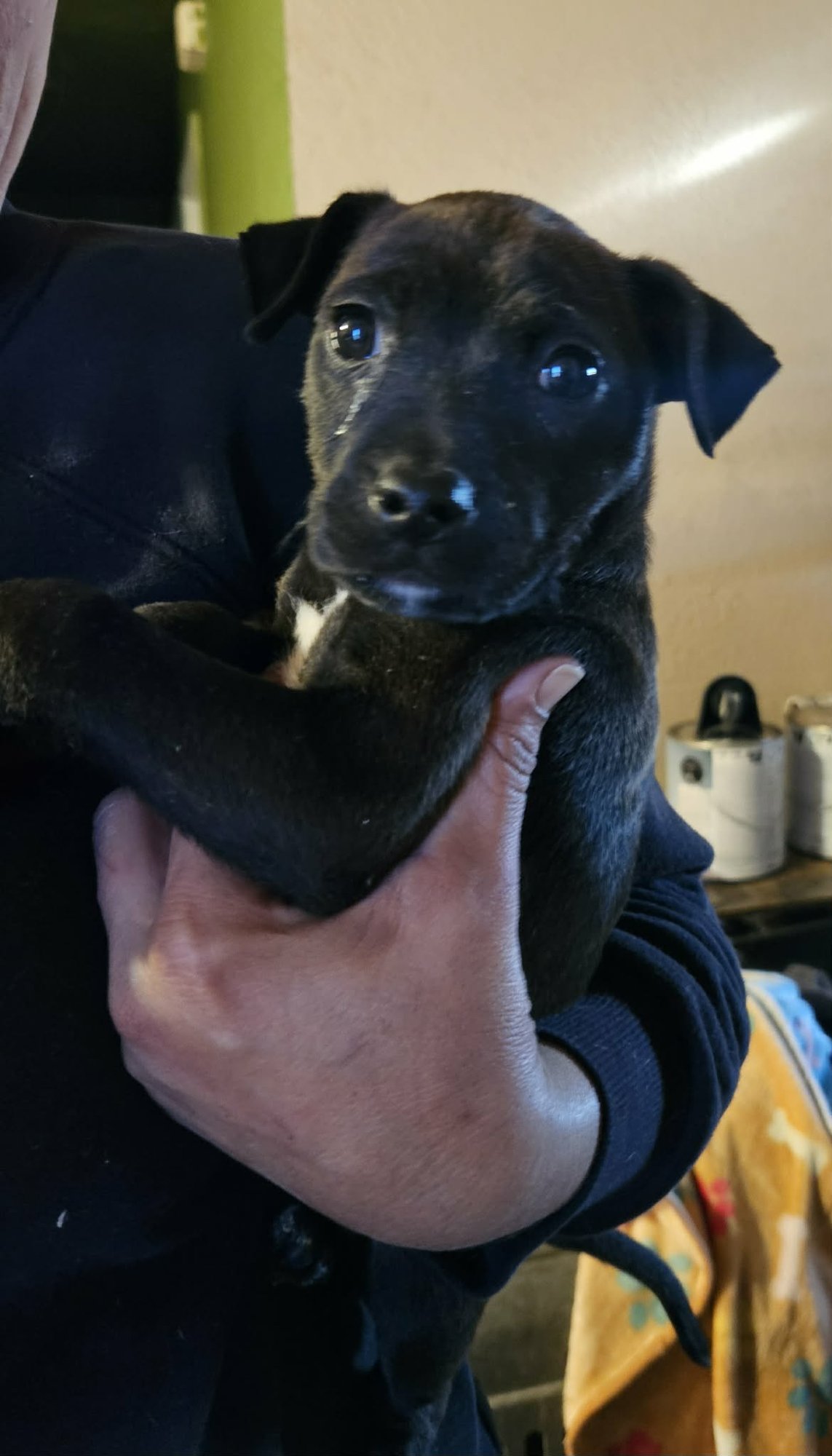 CASH - Catahoula Leopard Dog available for adoption