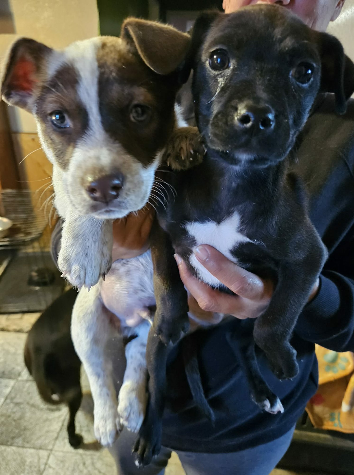 CASH - Catahoula Leopard Dog available for adoption