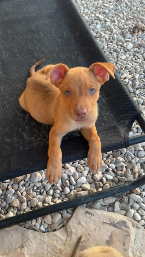 RUSTY-M - Unknown for adoption in Paterson