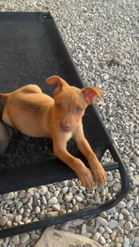 Rusty-M - Photo 2