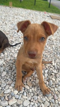 Rusty-M - Photo 3