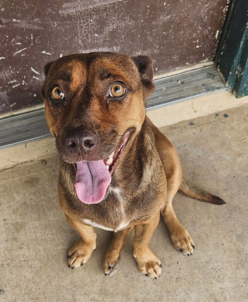 HAZEL - Unknown for adoption in Paterson