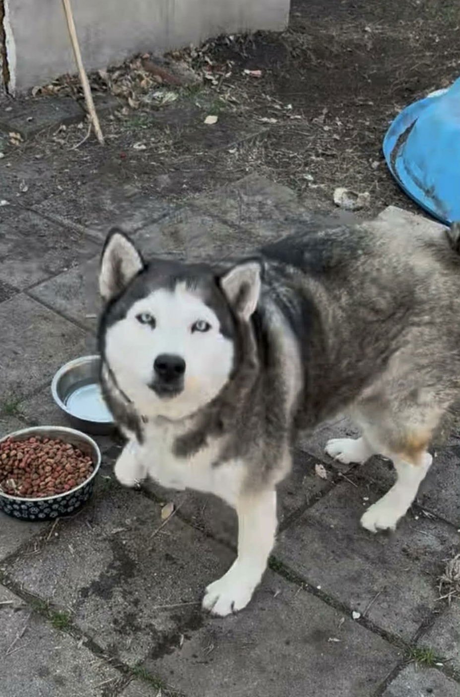 RAYNE - Husky available for adoption