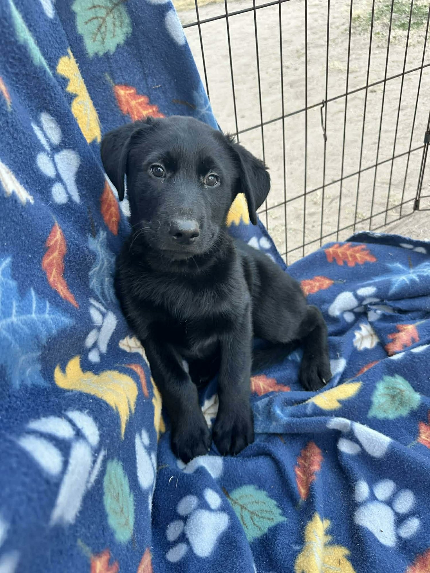 BIG LOU - Labrador Retriever / Husky available for adoption