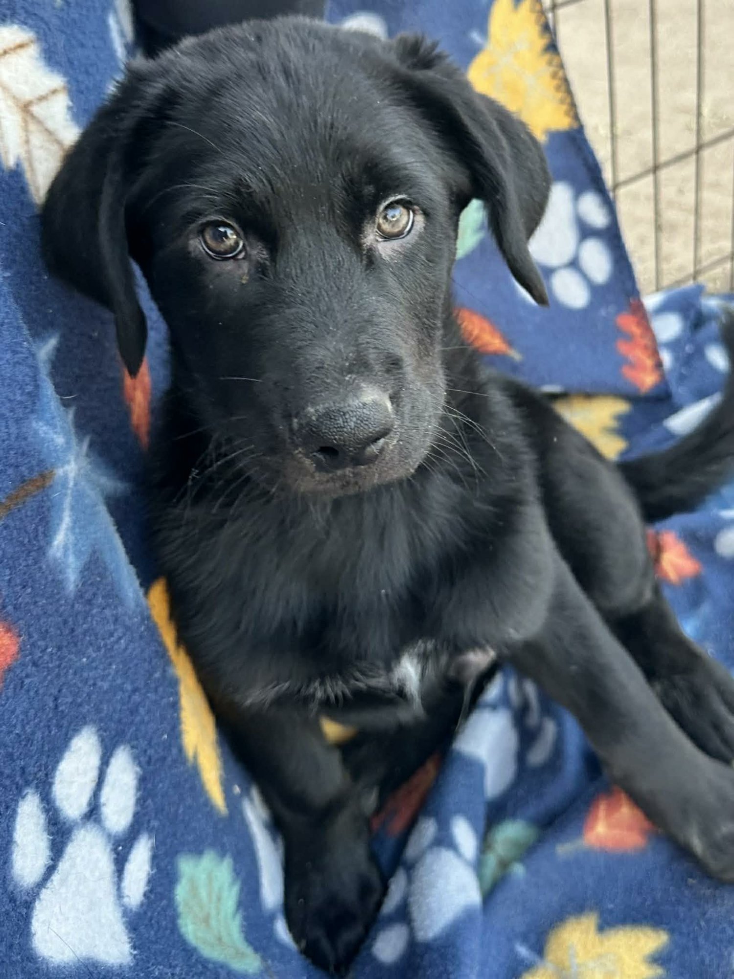 BIG LOU - Labrador Retriever / Husky available for adoption