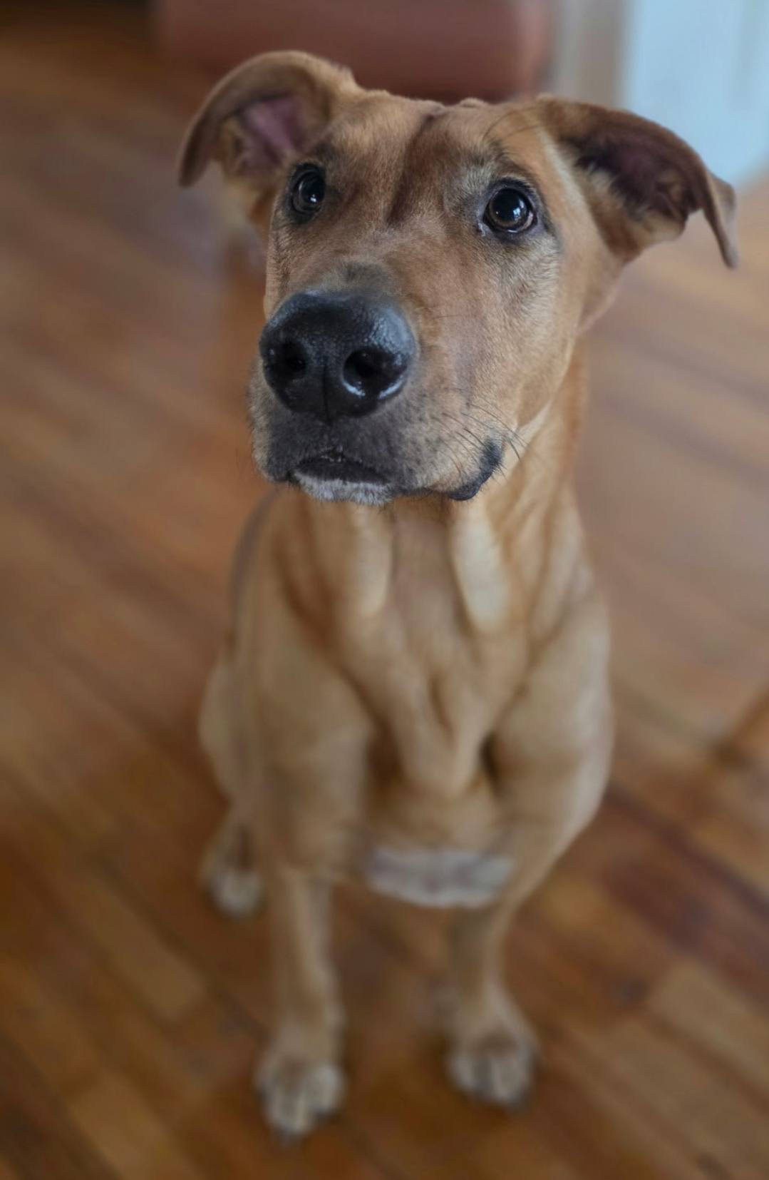 LIDS - Catahoula Leopard Dog available for adoption