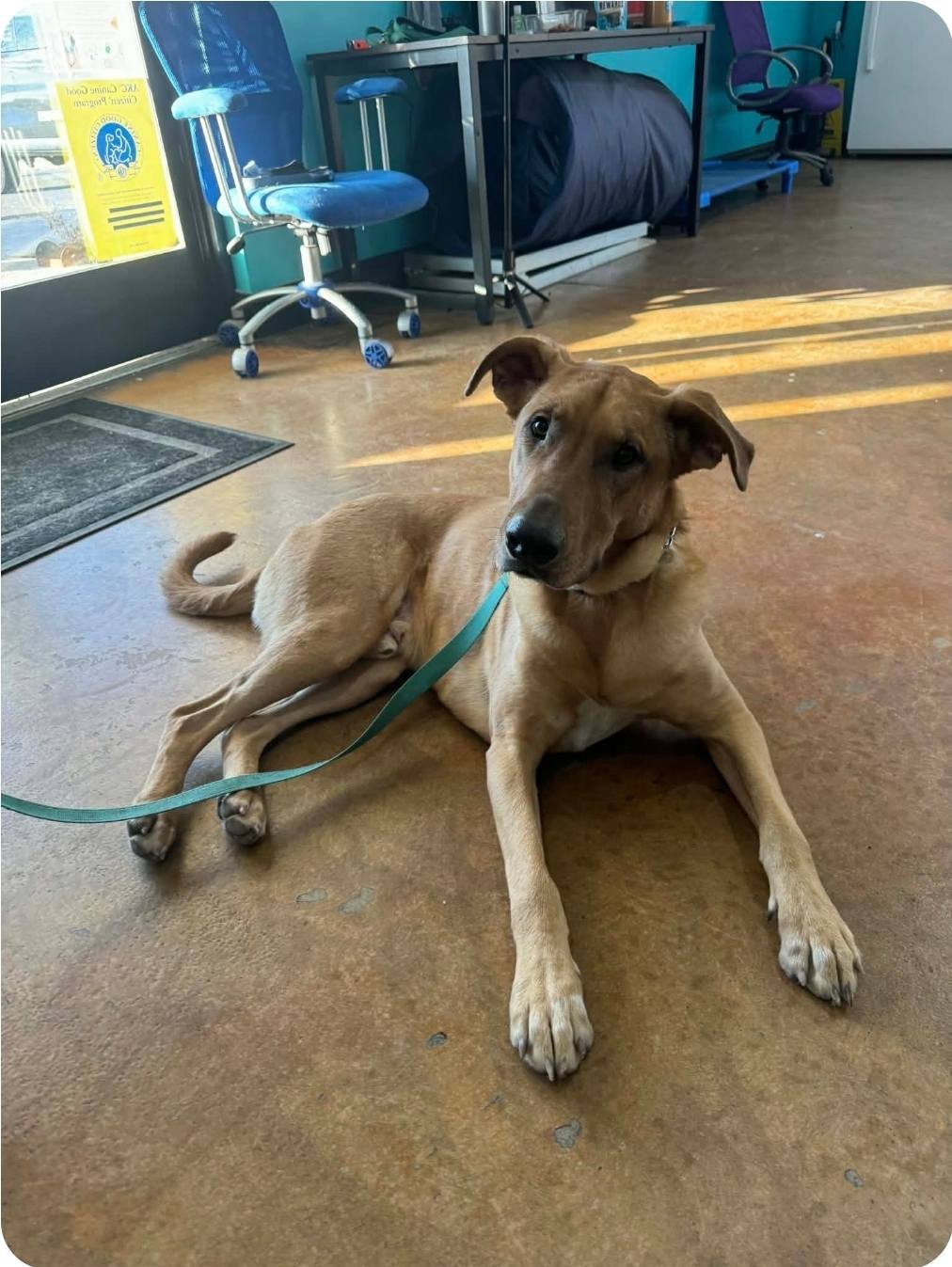 LIDS - Catahoula Leopard Dog available for adoption