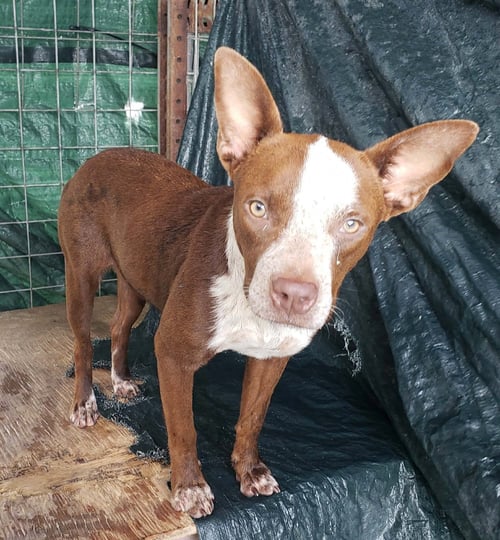 BAILEY - Unknown available for adoption
