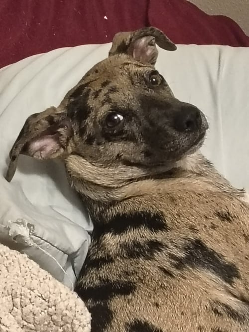 OREO - Chihuahua for adoption in Paterson