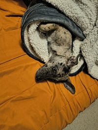 Oreo - Photo 3