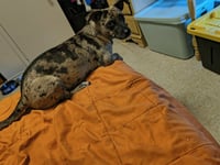 Oreo - Photo 6