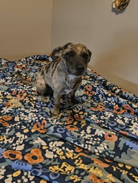 Oreo - Photo 7