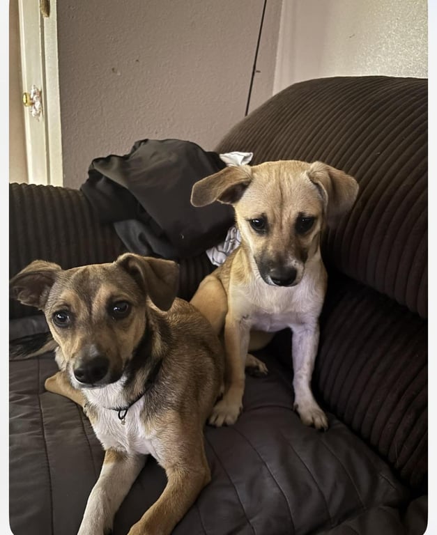 Luna and Zeus Image
