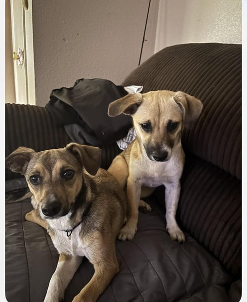 LUNA AND ZEUS - Unknown for adoption in Paterson