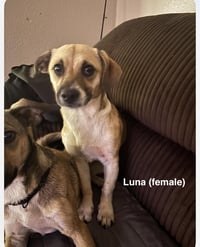 Luna and Zeus - Photo 2