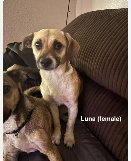 LUNA AND ZEUS - Unknown available for adoption