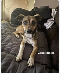 Luna and Zeus - Photo 3