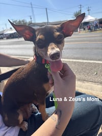 Luna and Zeus - Photo 4