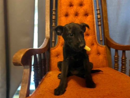 BELLE - Unknown available for adoption