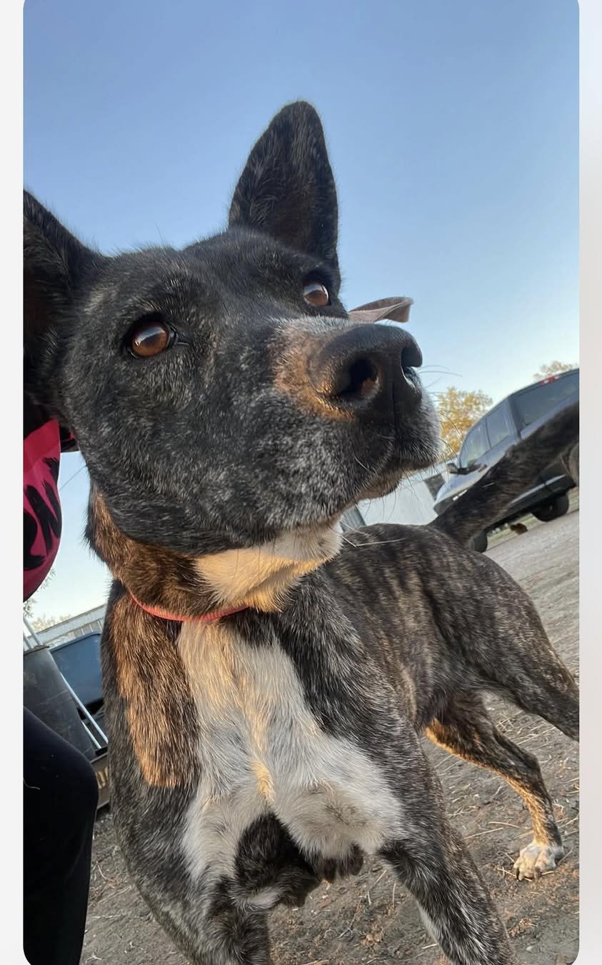 SELMA - Australian Cattle Dog/Blue Heeler available for adoption