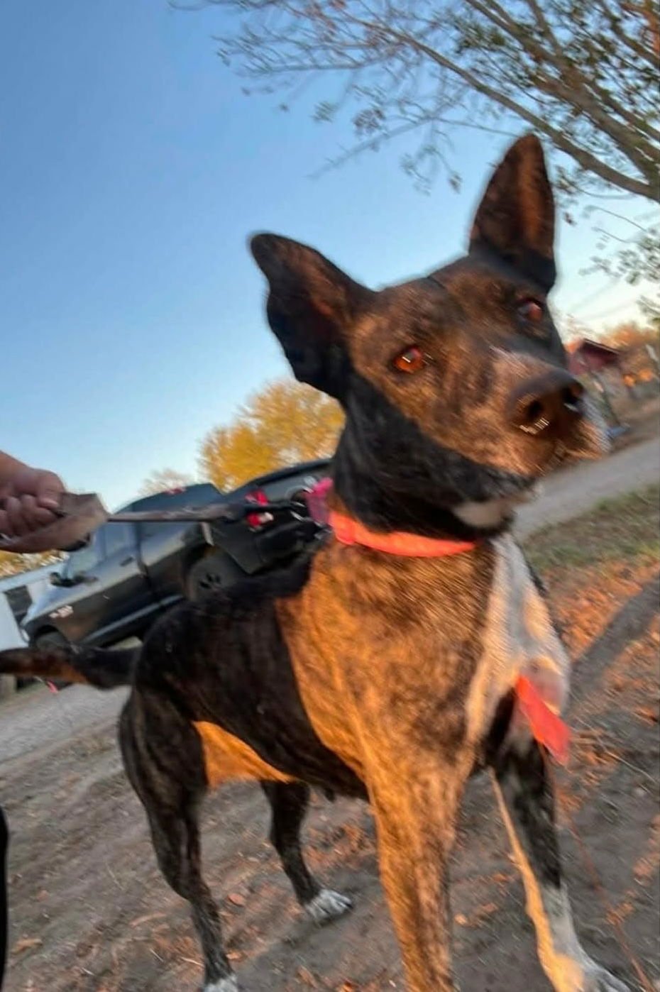 SELMA - Australian Cattle Dog/Blue Heeler available for adoption