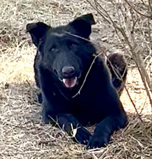 BEAR - Labrador Retriever / Shepherd available for adoption