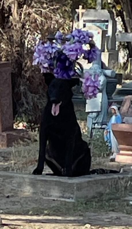 BEAR - Labrador Retriever / Shepherd available for adoption