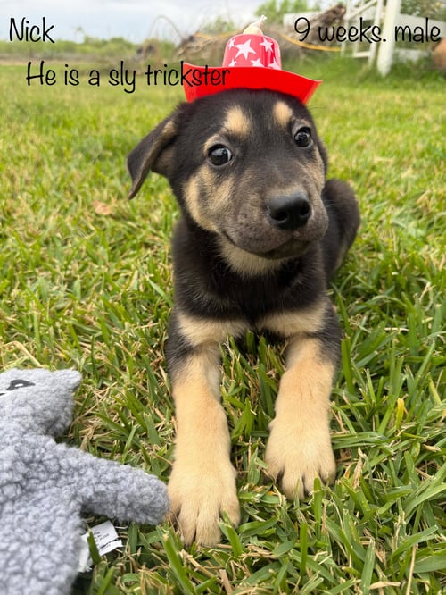 NICK - Labrador Retriever / German Shepherd Dog for adoption in Paterson