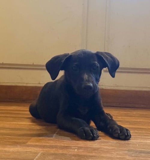LUNA-M - Unknown available for adoption