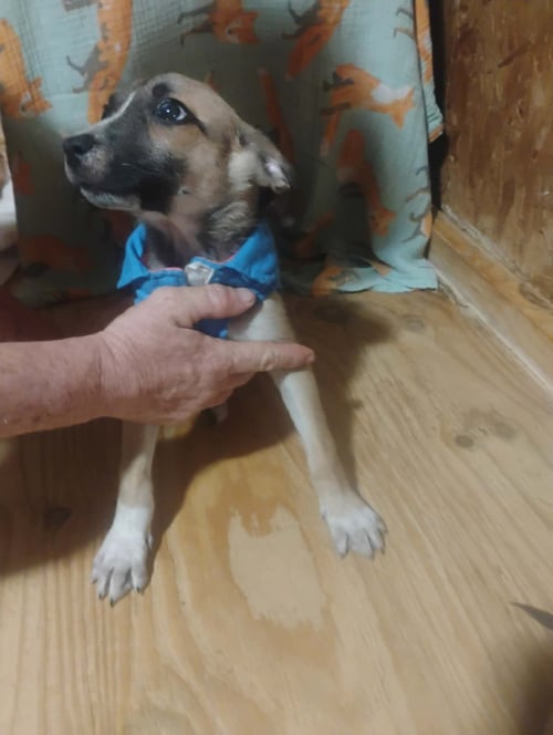 HALF PINT - Unknown for adoption in Paterson