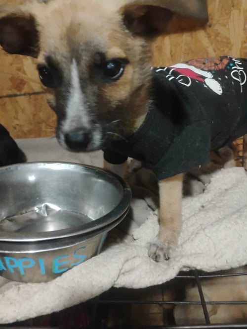 HALF PINT - Unknown available for adoption