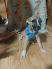 Half Pint - Photo 3
