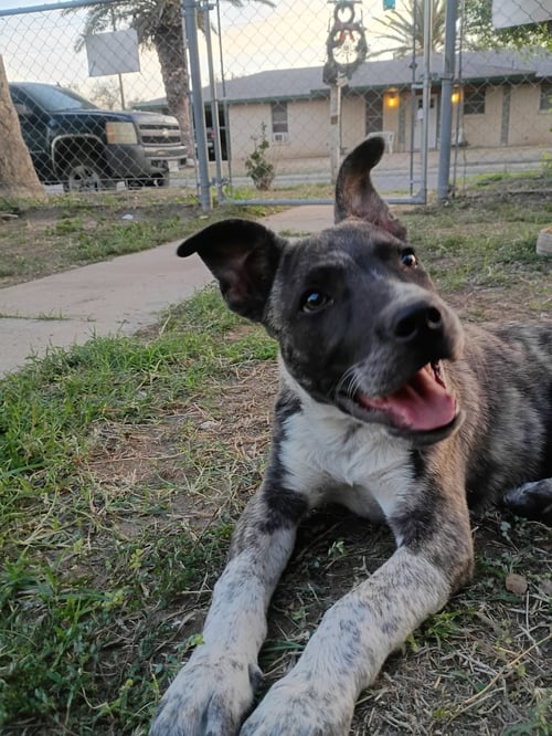 SMOKEY - Australian Cattle Dog/Blue Heeler for adoption in Paterson