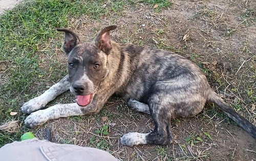 SMOKEY - Australian Cattle Dog/Blue Heeler available for adoption