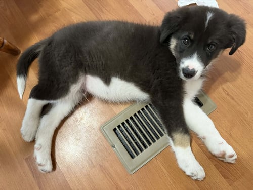 GEORGE - Husky / Border Collie for adoption in Paterson