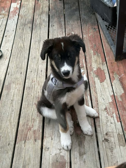GEORGE - Husky / Border Collie available for adoption