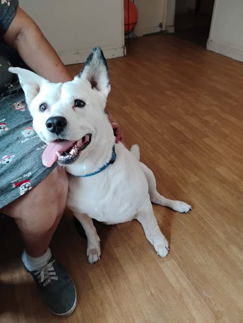 CHANCE - Unknown available for adoption
