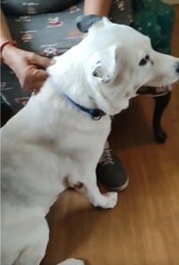 Chance - Photo 3